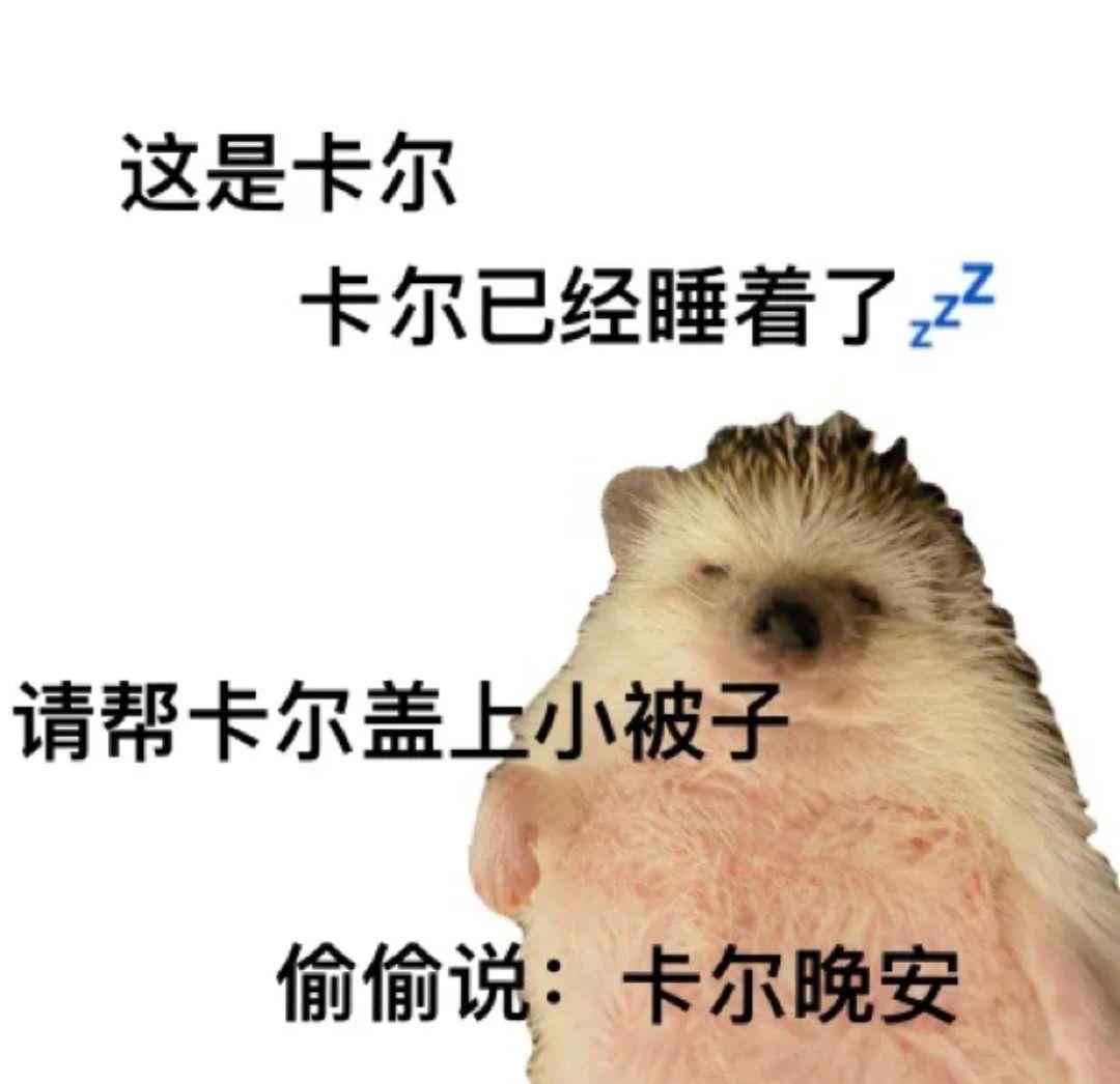 求刺猬卡尔表情包哪哪都找不着