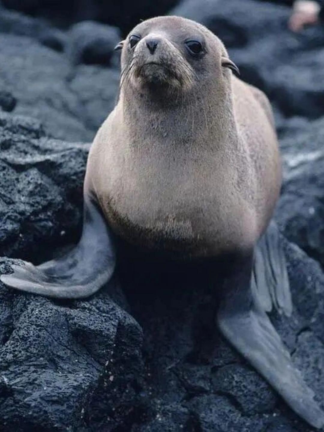 海狗、海豹、海狮、海牛、海象…分别是怎么跟狗、豹、狮、牛、象关联上的? - 知乎