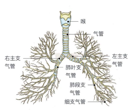 什么是细支气管