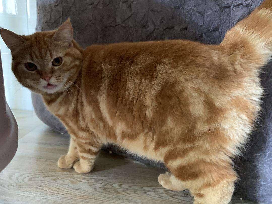 为什么美短红虎斑加白那么冷门