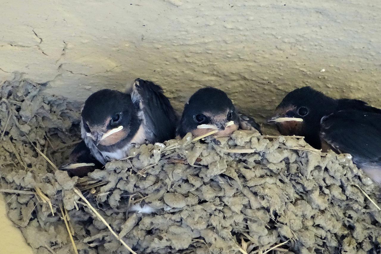 3. 巢丰苑建筑年份