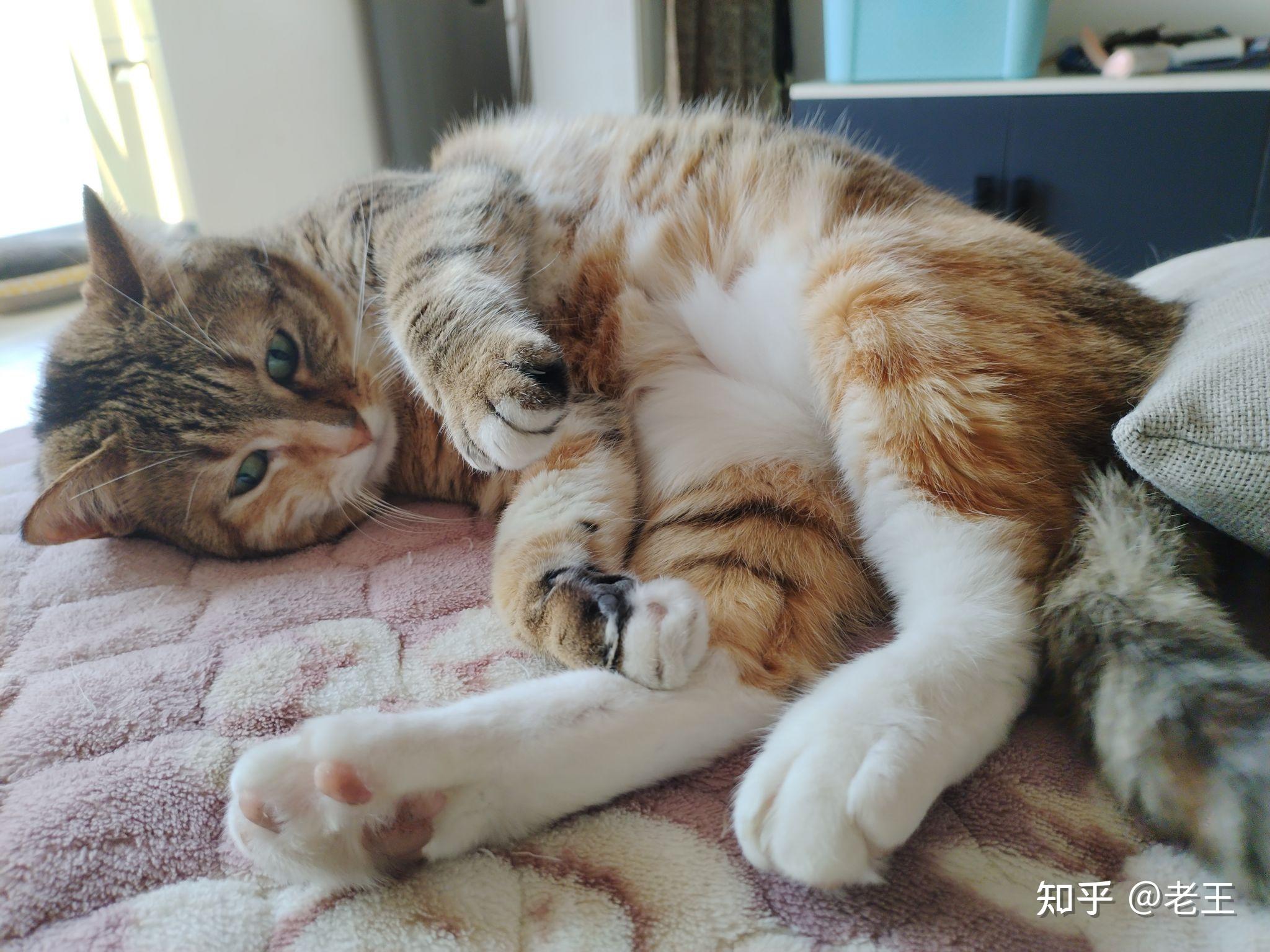 为什么有的人怕猫但不怕狗为什么在线