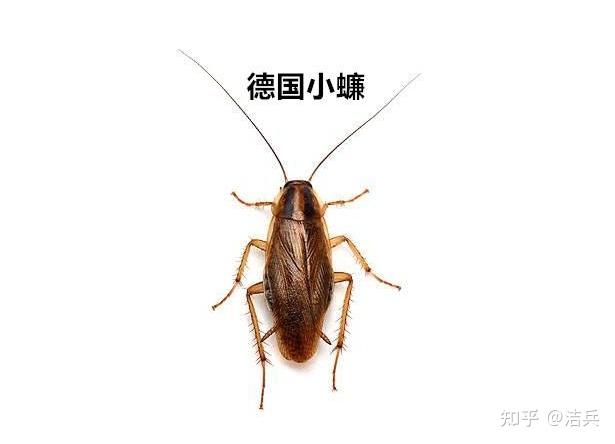如何彻底消灭德国小蠊蟑螂