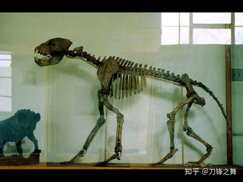 剑齿虎打得过狮子老虎吗?(剑齿虎与狮子体型对比)