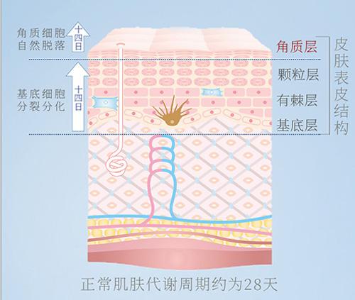 皮肤新陈代谢不好怎么改善一文读懂皮肤的新陈代谢