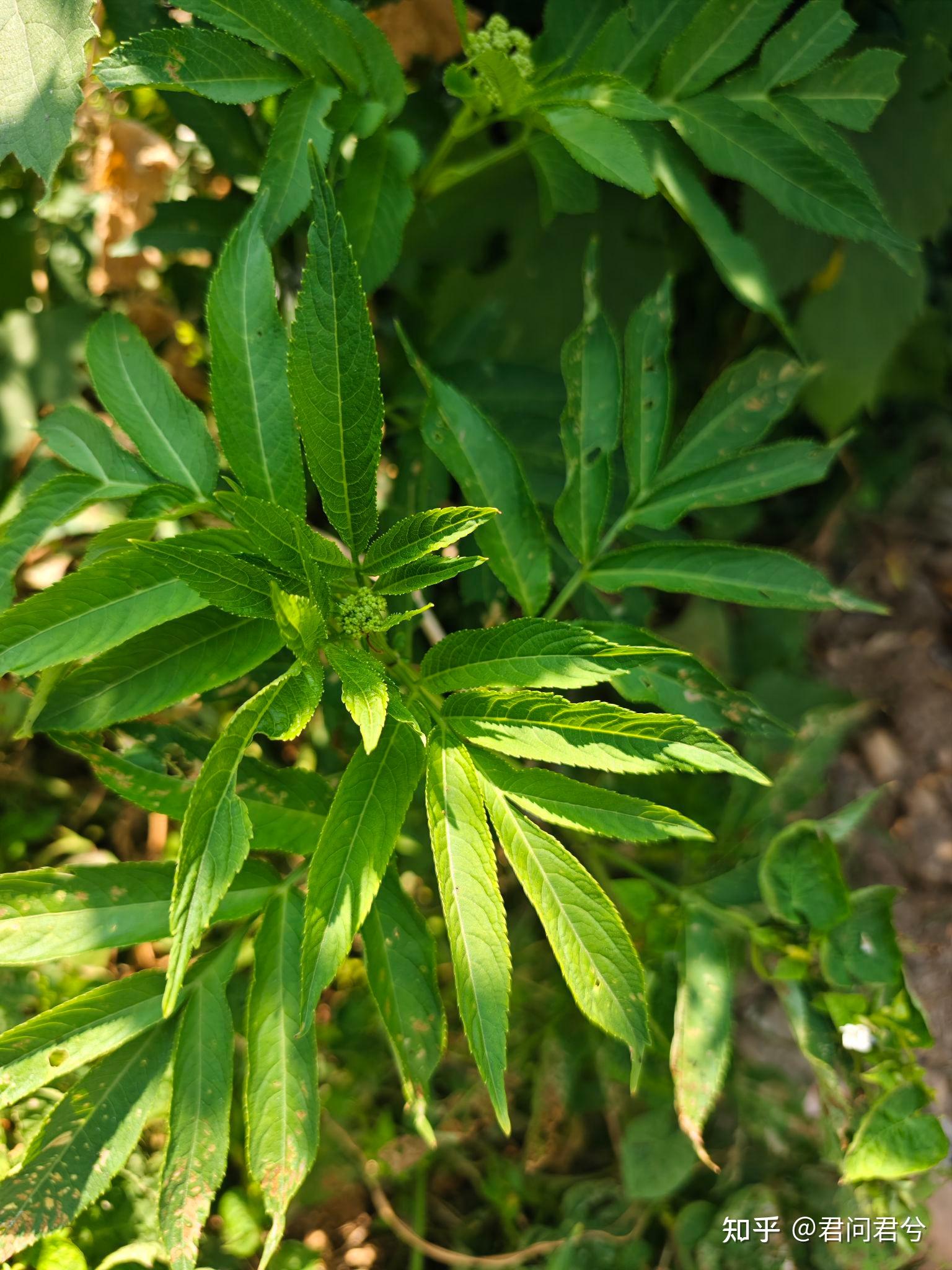 怎么样教育孩子不跟风不从众不随大流不会被煽动情绪不会轻易相信别人