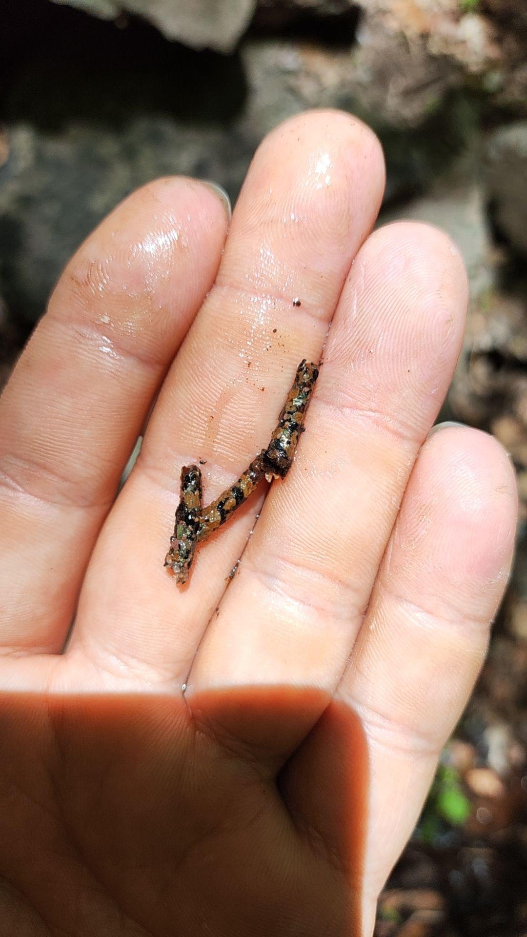 在阳台上出现很多图片中的飞蛾,它是什么虫子?