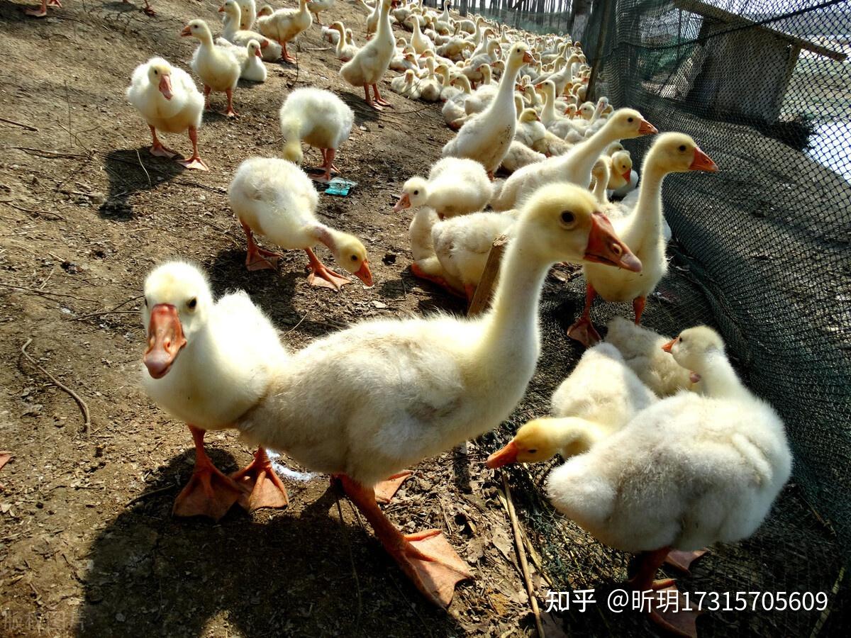 鹅脖子扭是什么原因 小鹅歪头扭脖子是什么病 鹅脖子歪了在地上转圈 小鹅的脖子歪了站不穏 - 知乎