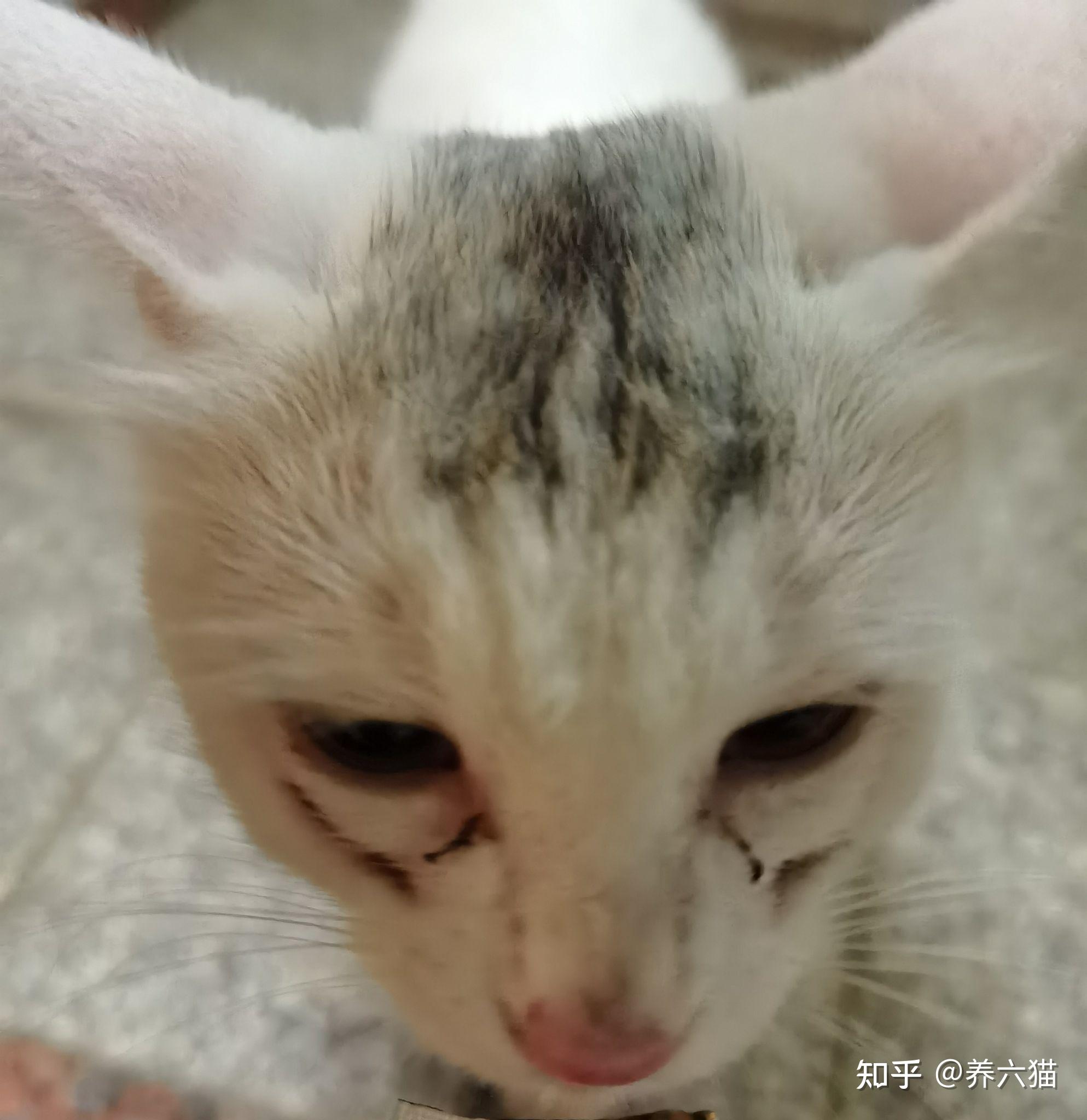 是否支持用异烟肼或扑尔敏木糖醇毒狗这事上是否反应了阶级的不同