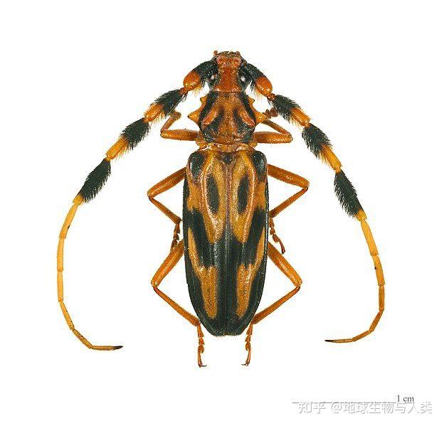 【动物界全系列】金花虫总科