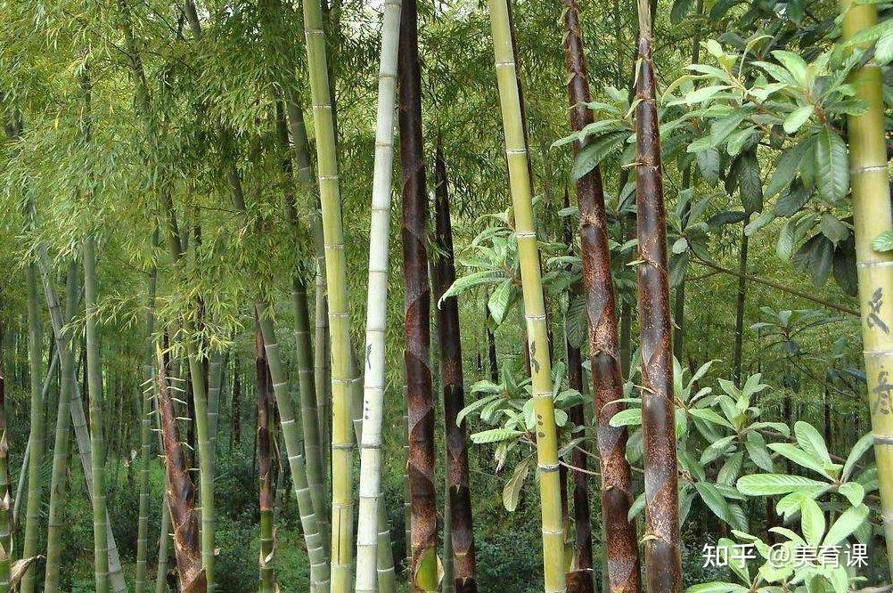 竹子为什么是世界上生长速度最快的植物? - 知乎