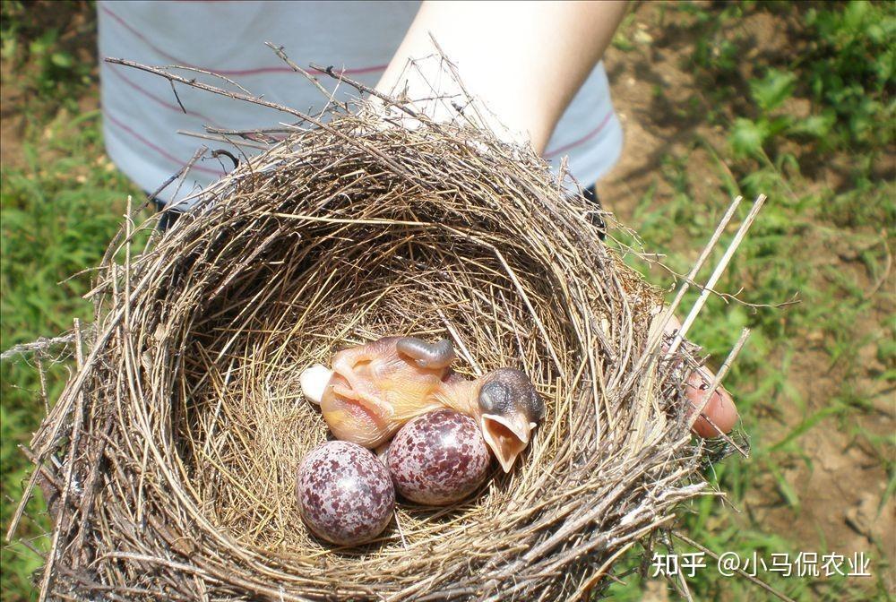 怎么看待河南新乡大学生掏鸟窝被判十年事件? - 知乎