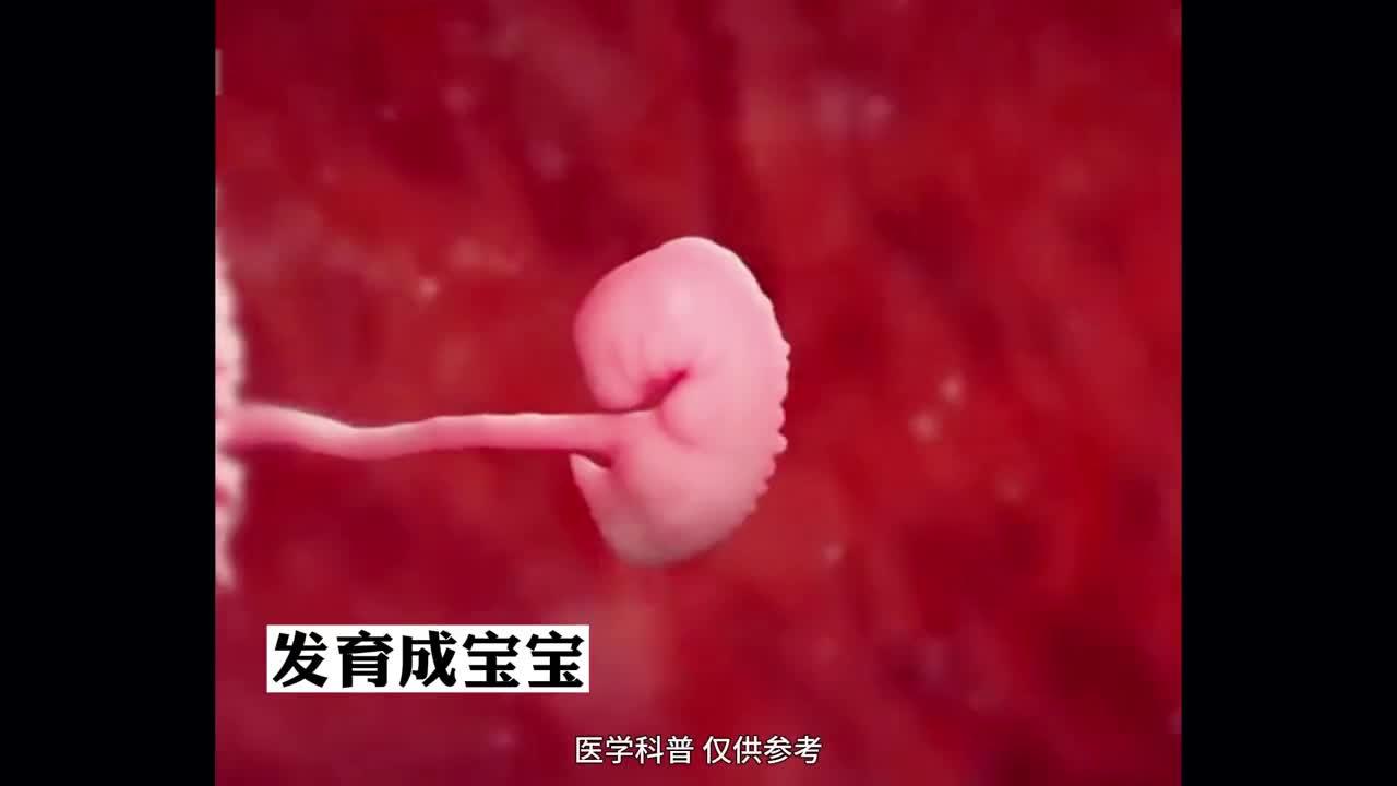 冻胚着床详细过程图片