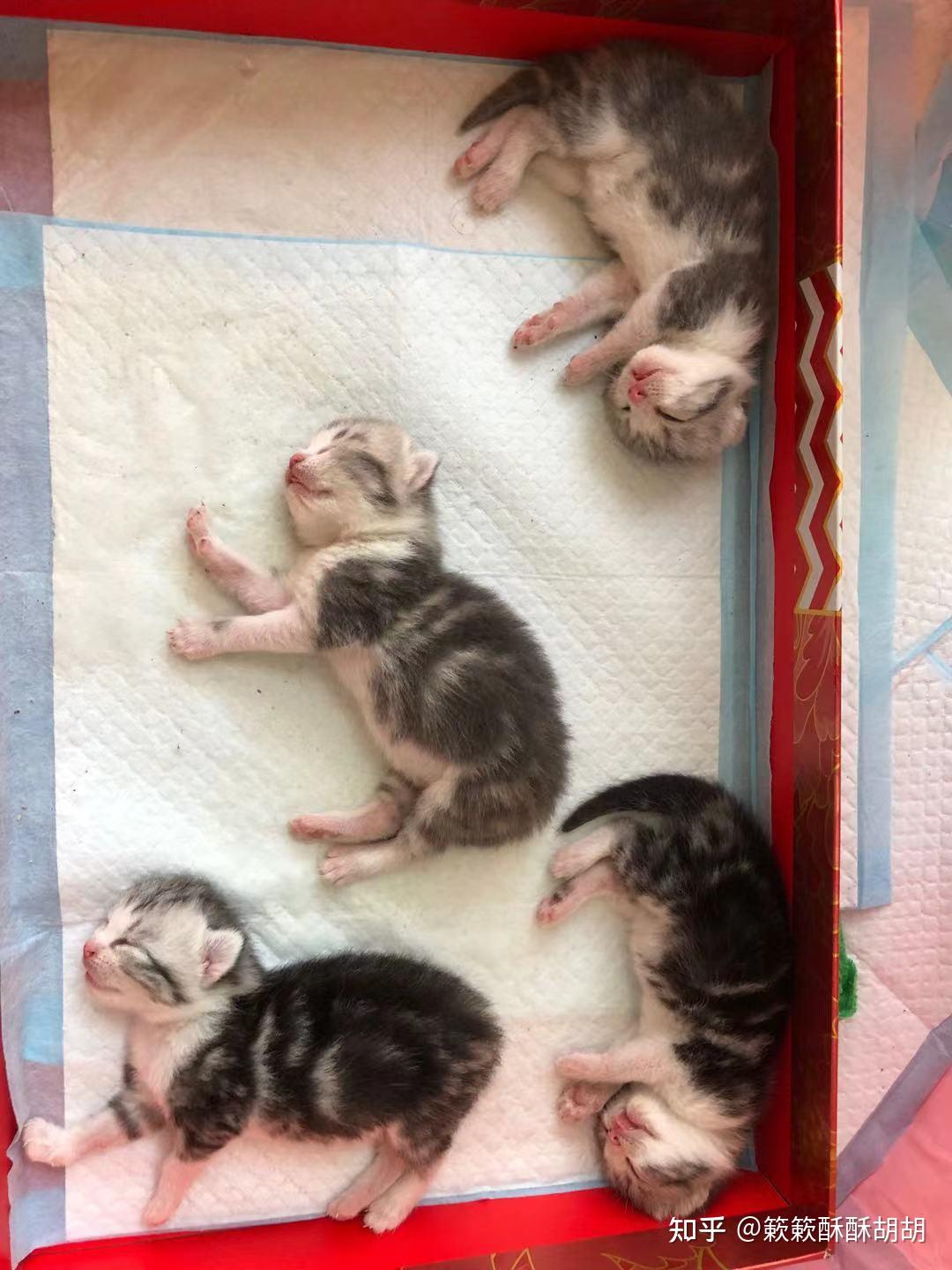 布偶串美短孩子长大啥样呢? - 知乎