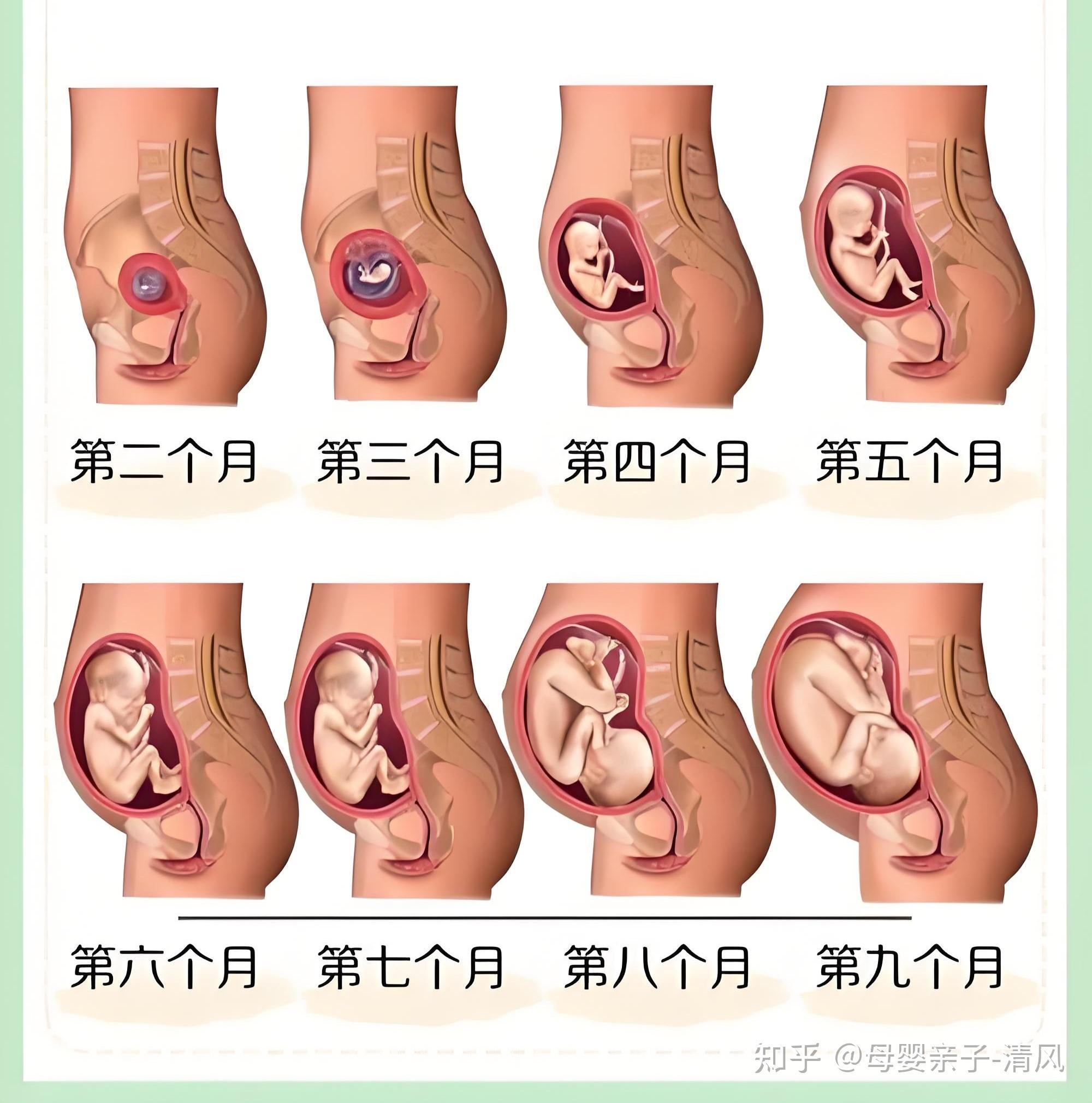 胎儿的位置在怀孕期间会如何变化呢