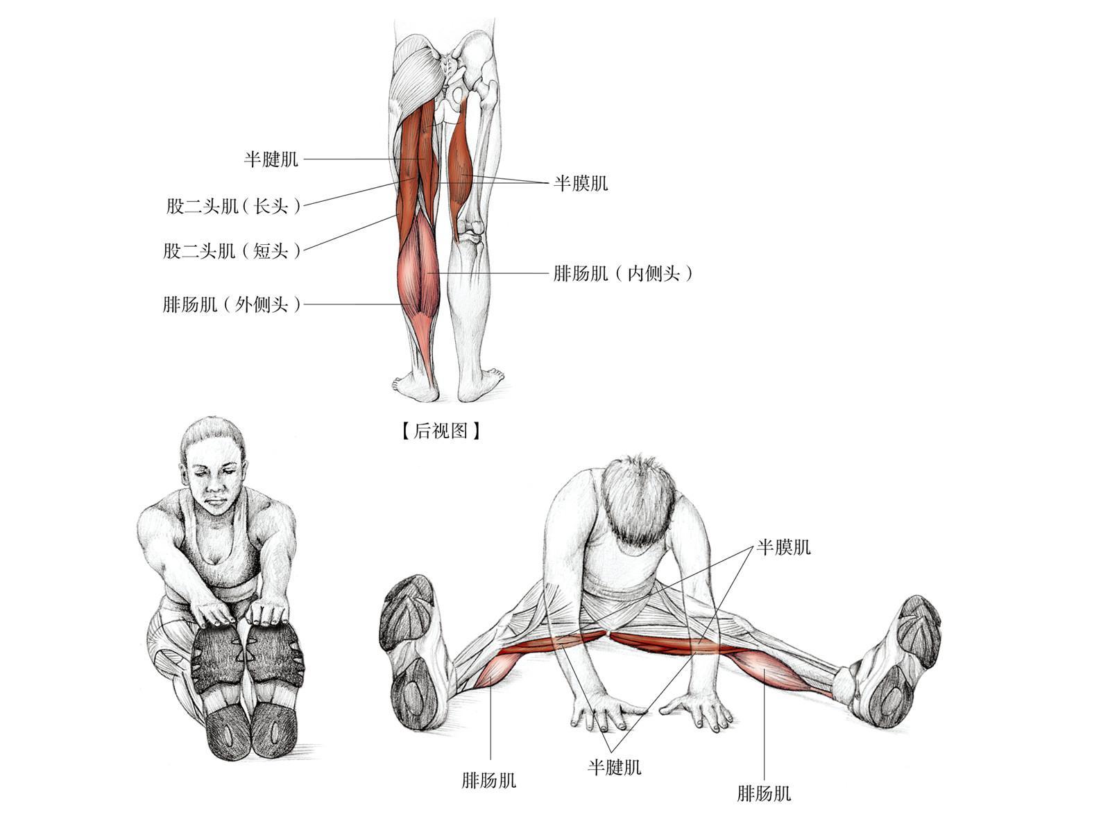 如何快速拉伸开腿部后侧的韧带? - 知乎