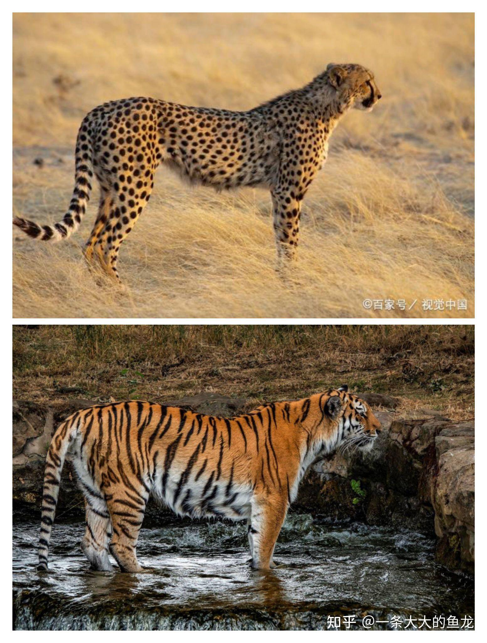 猎豹和老虎打架谁更厉害? - 知乎
