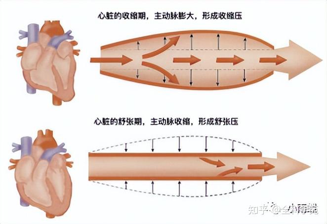 心血管疾病之高血压——高血压的前世与今生 - 知乎