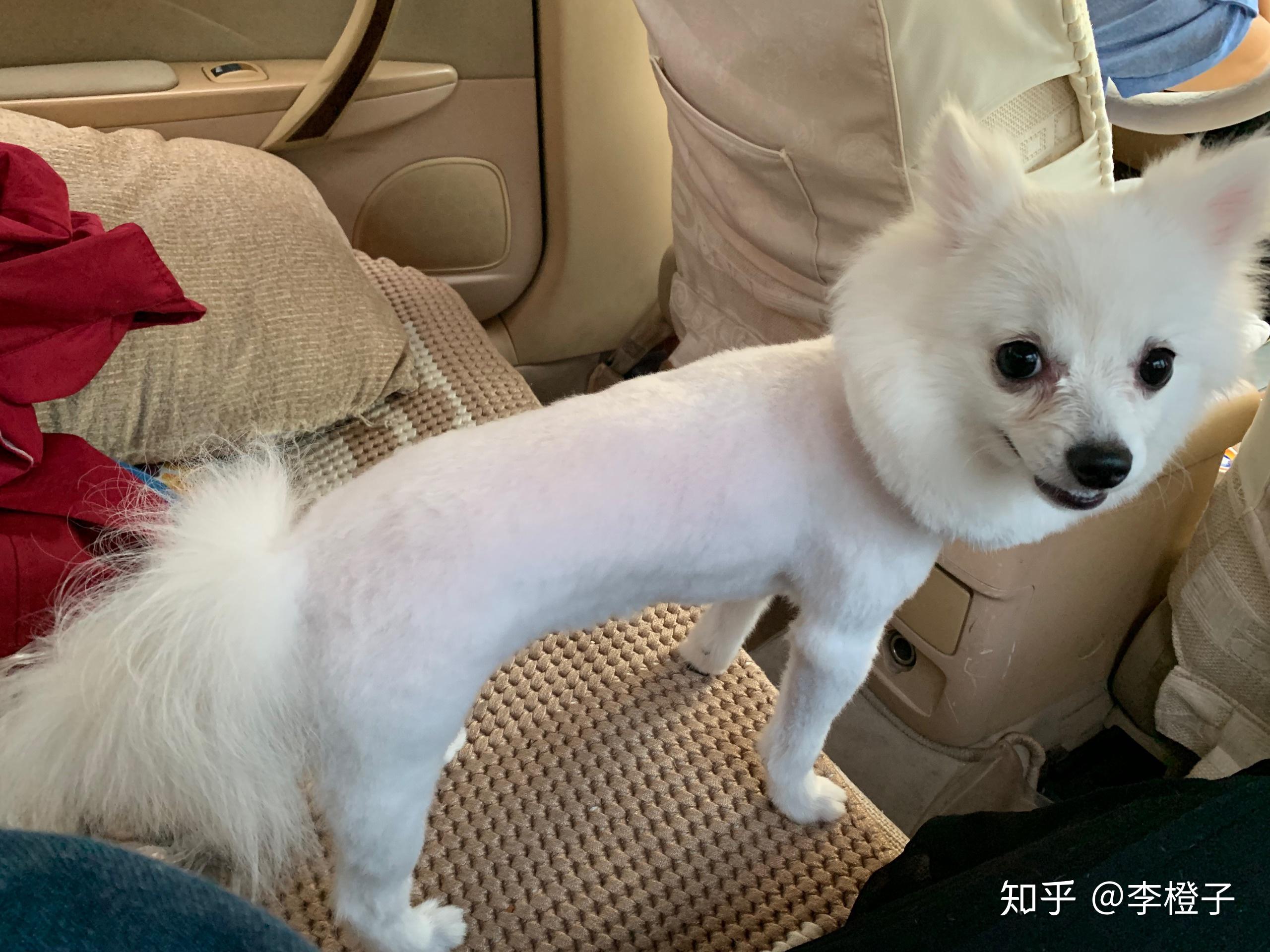 宠物狗被剃光毛的瞬间会不会像人脱光衣服一样感到害羞不适