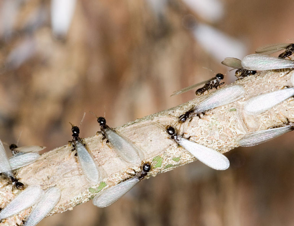 这种黑色长翅膀的小虫是什么?