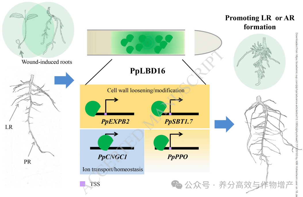 【Plant Physiol.】研究揭示植物侧根形成调控新机制 - 知乎