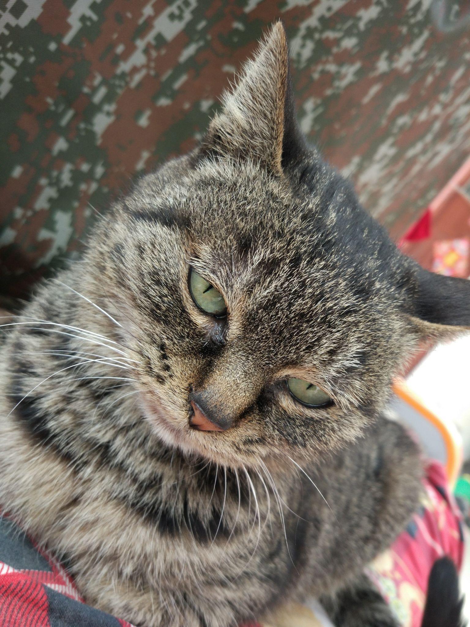 狸花猫有纯黑色的吗