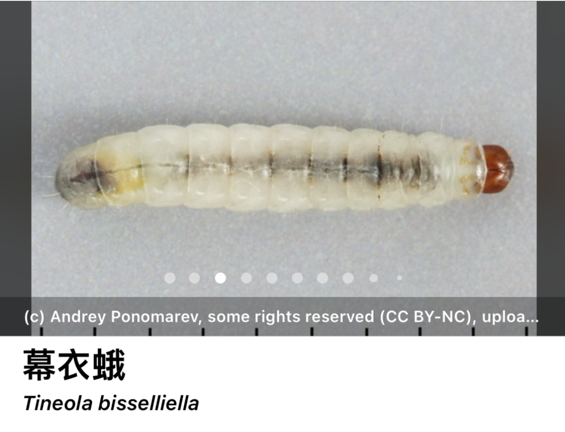 白色蜱虫装束图片