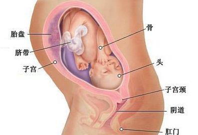 3人赞同了该文章 胎宝宝的成长 29周的胎儿现在坐高约26～28厘米