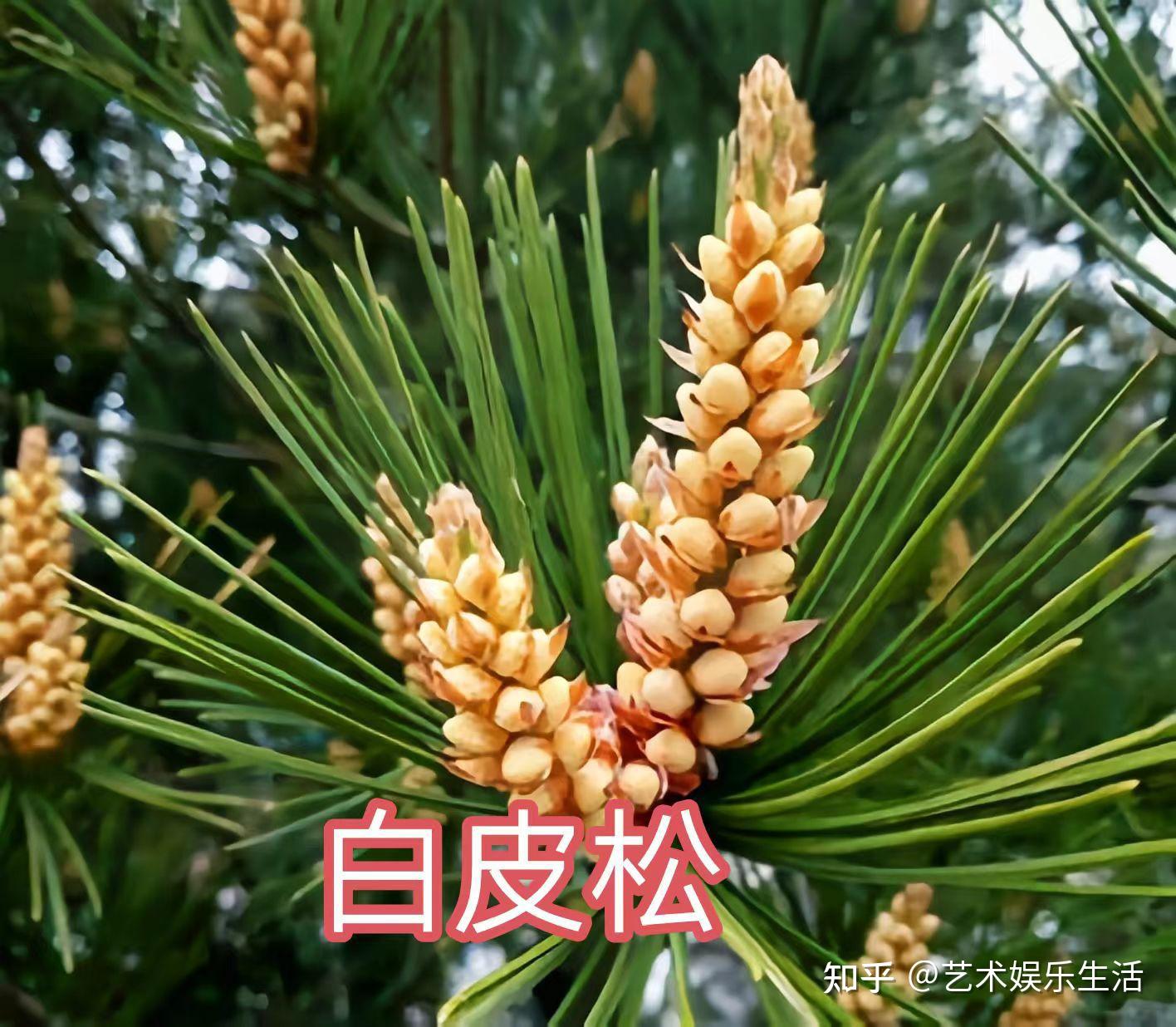 215种松科植物,最长寿的狐尾松已经活了4800岁 - 知乎