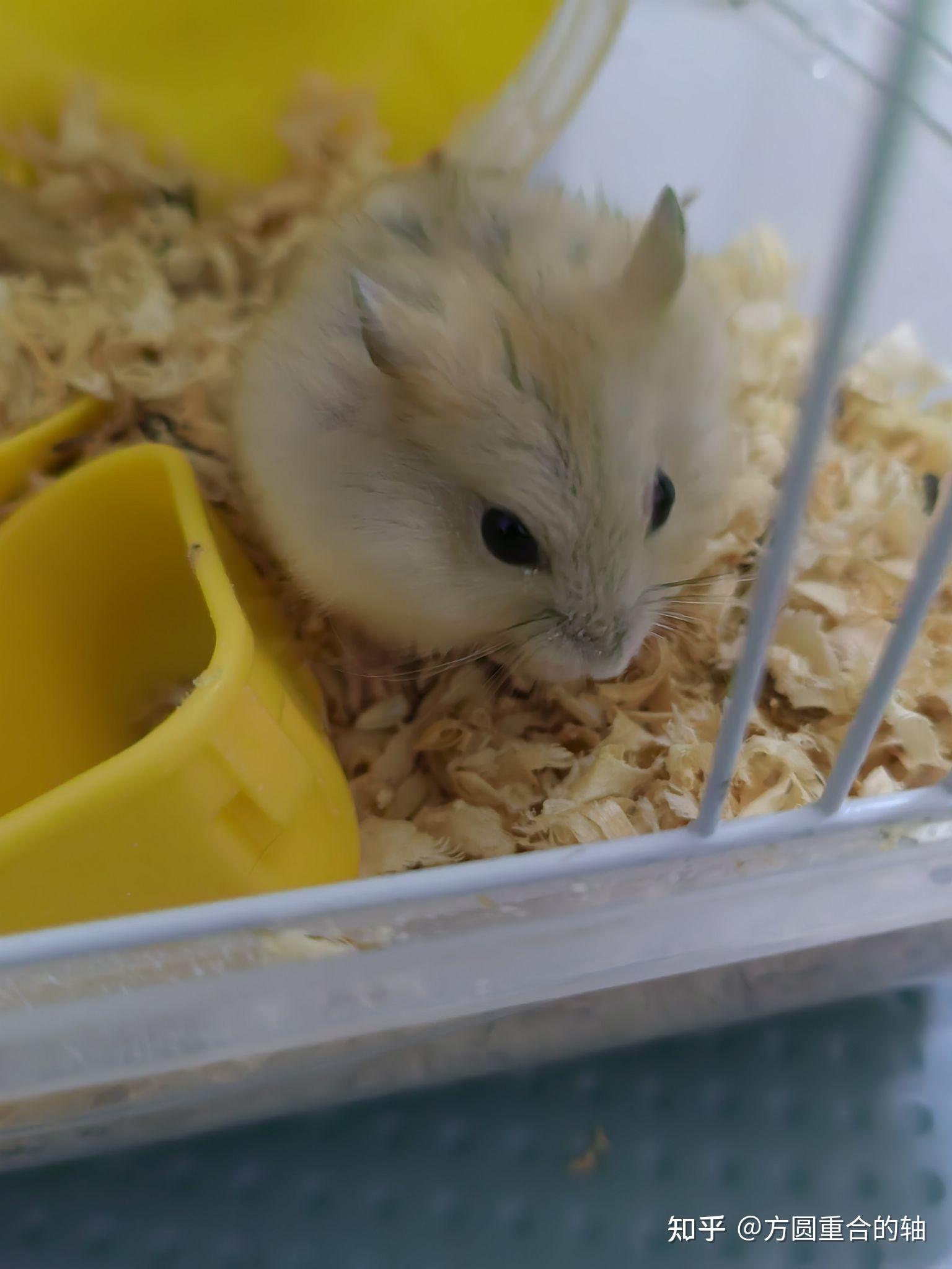 仓鼠布丁为什么毛色变黑变灰了