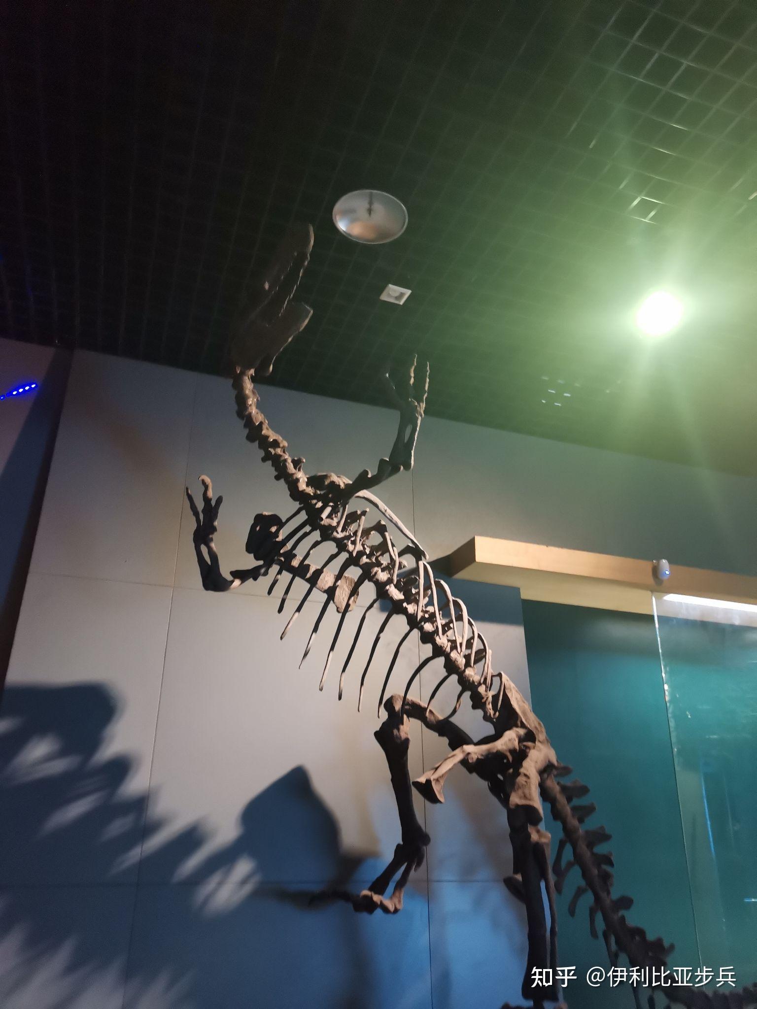 福建上杭首次发现恐龙蛋,已进行抢救性保护,这对于恐龙研究具有怎样的