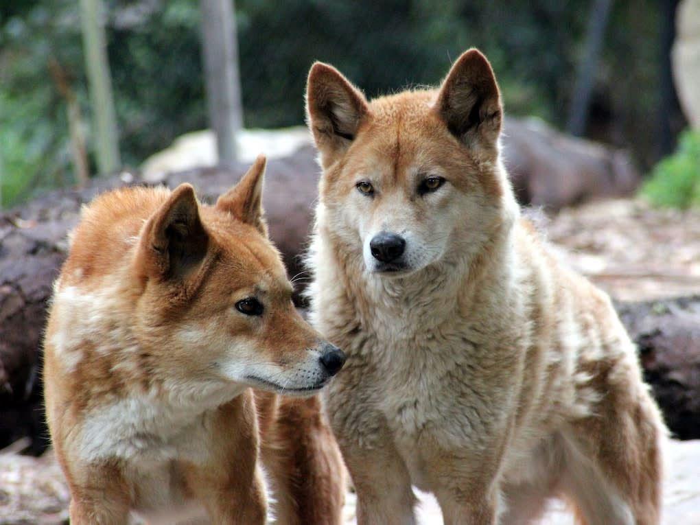 澳洲野狗和中华田园犬图片