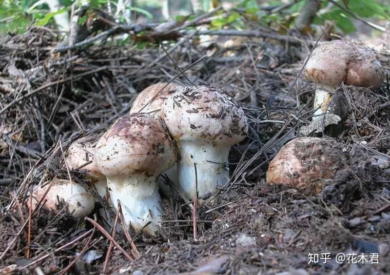 国家Ⅱ级重点保护珍稀濒危菌类植物：松口蘑（松茸） - 知乎