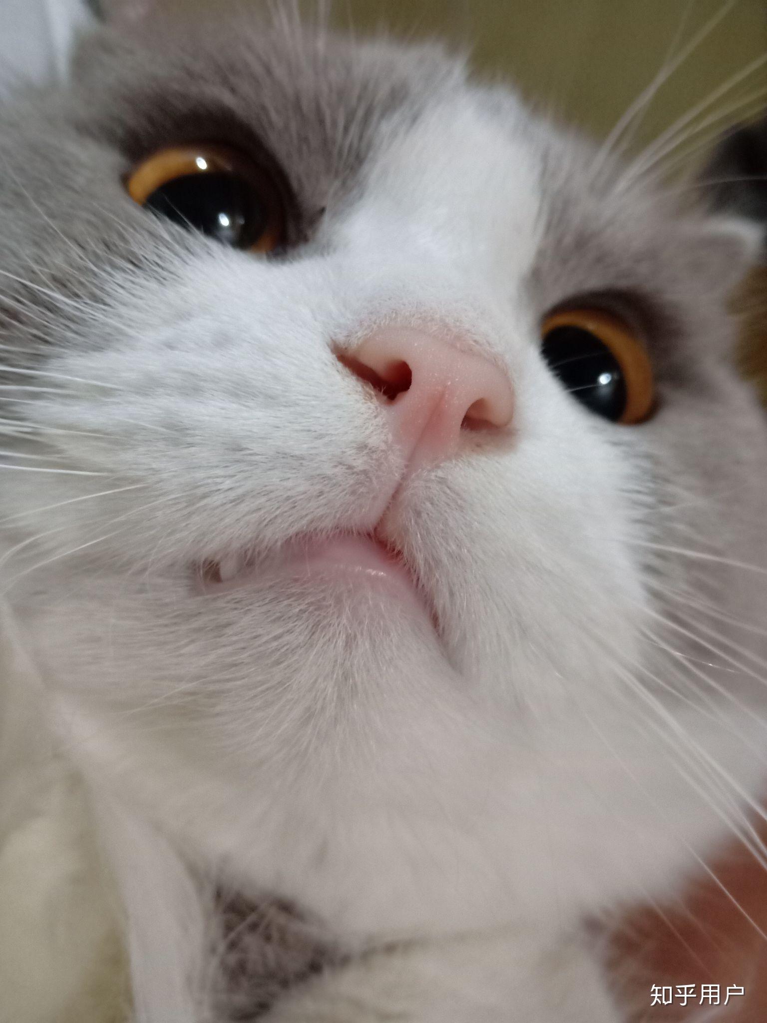 蓝猫和蓝白为啥会生出香槟色的猫? - 知乎