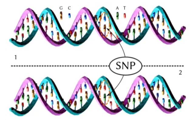 基因启动子中的SNP如何改变基因表达水平 - 知乎
