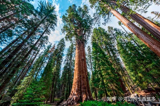 寿命最长的植物是什么,能够存活多长时间? - 知乎