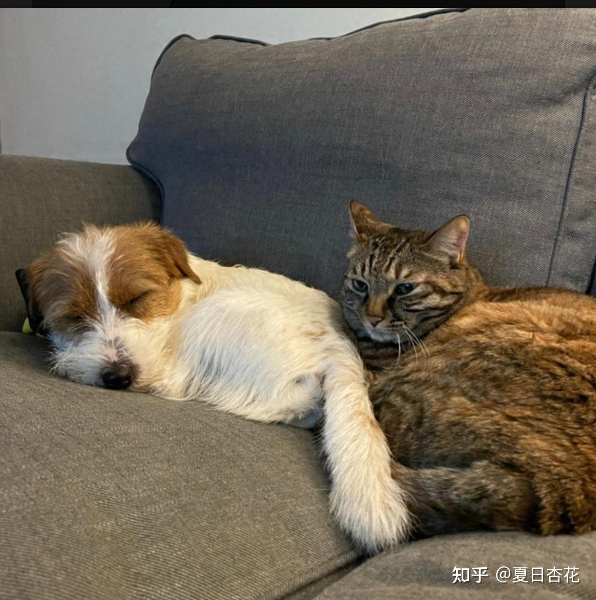 从过来人的角度看,到底是养猫好还是养狗好呢? - 知乎
