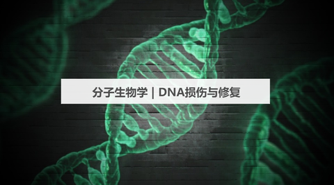 分子生物学 | DNA损伤与修复 - 知乎