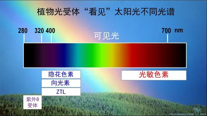 光合作用中植物对光能的利用率一般是多少? - 知乎