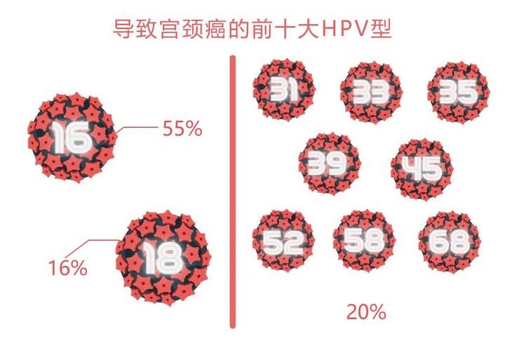 瑞琳他抗科普館你感染的hpv型別會導致宮頸癌嗎