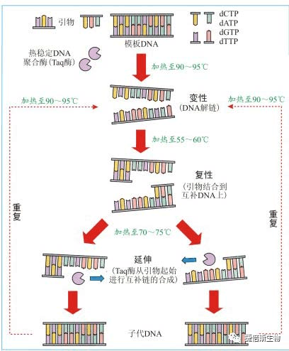 PCR技术原理和操作步骤 - 知乎