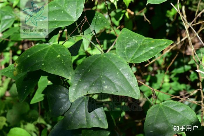 像是普通叶片拦腰剪断的植物(特别是《地理中国》里面说的半截藤)吗?