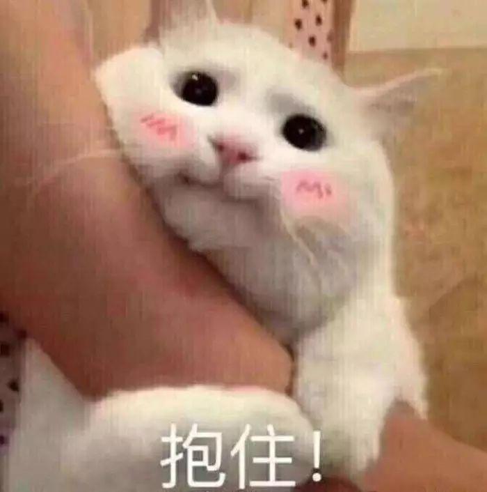 怎么让猫听话？让猫听话的经典好用方法 - 知乎