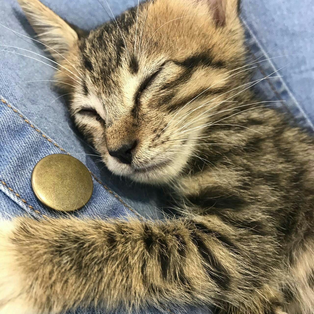 请问怎么看待这次帝诀噬和程寄北这次的撕逼?