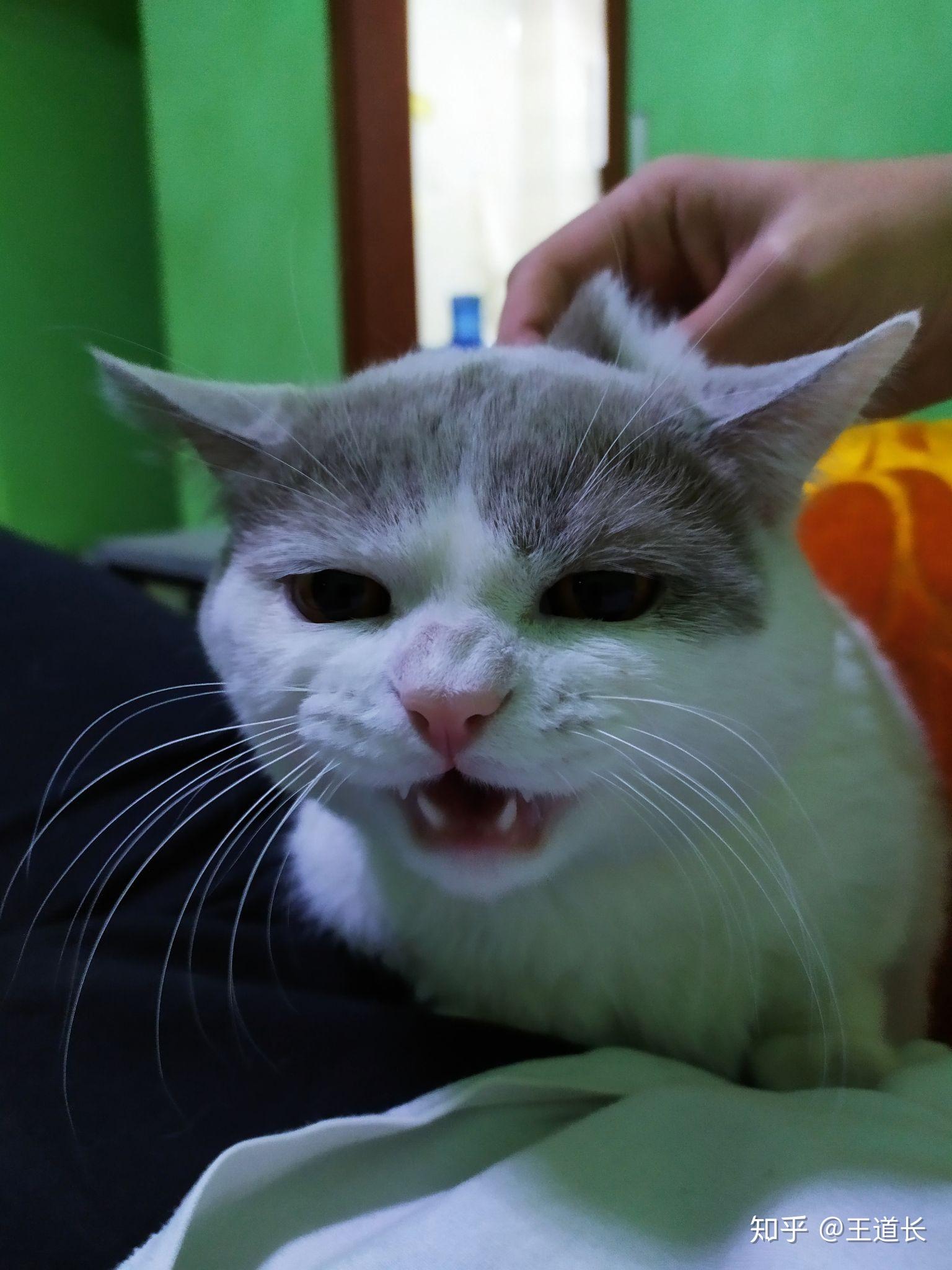 养六个月以下的小奶猫是怎样的体验