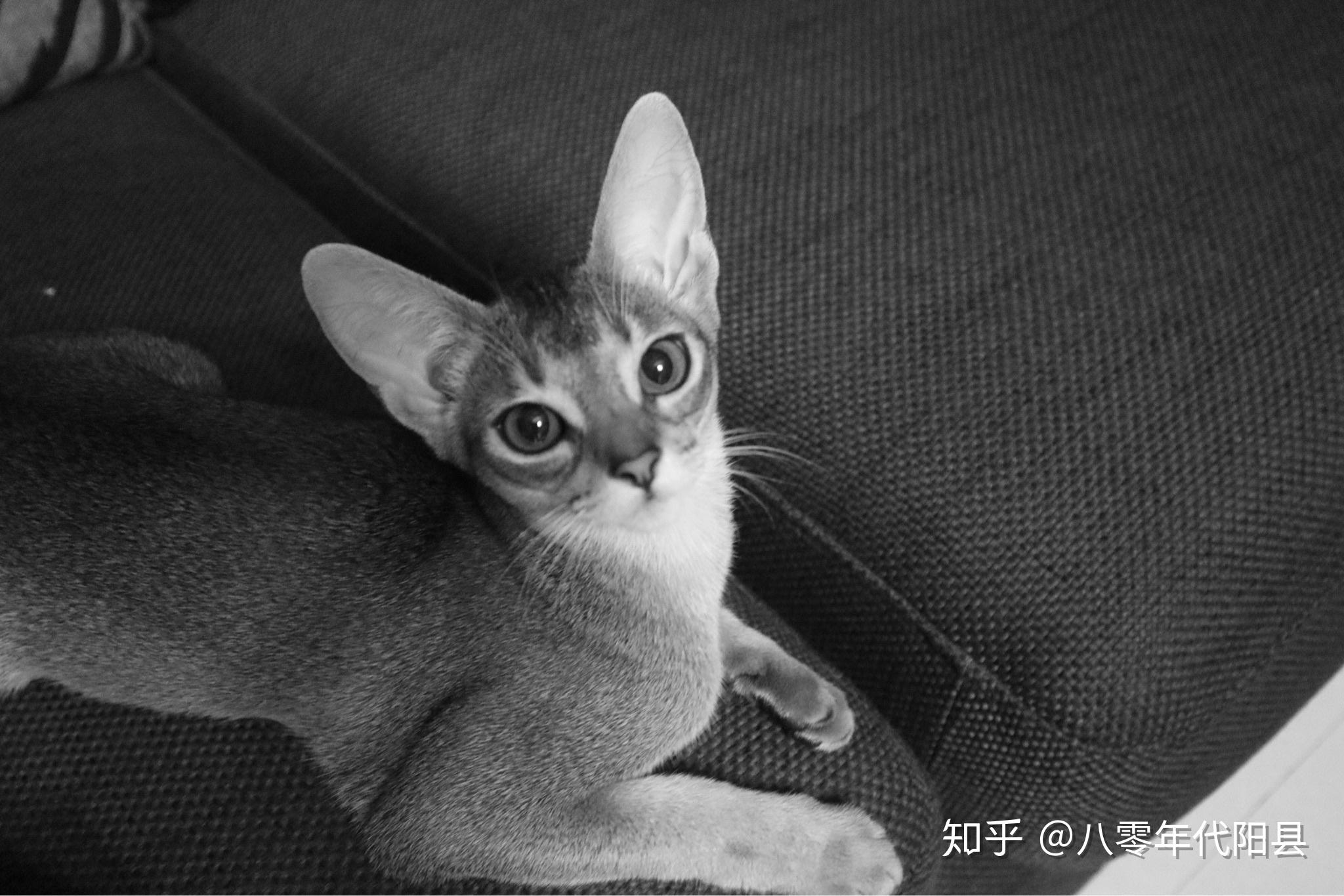 养阿比西尼亚猫abyssinian是种什么样的体验这个品种有什么特点