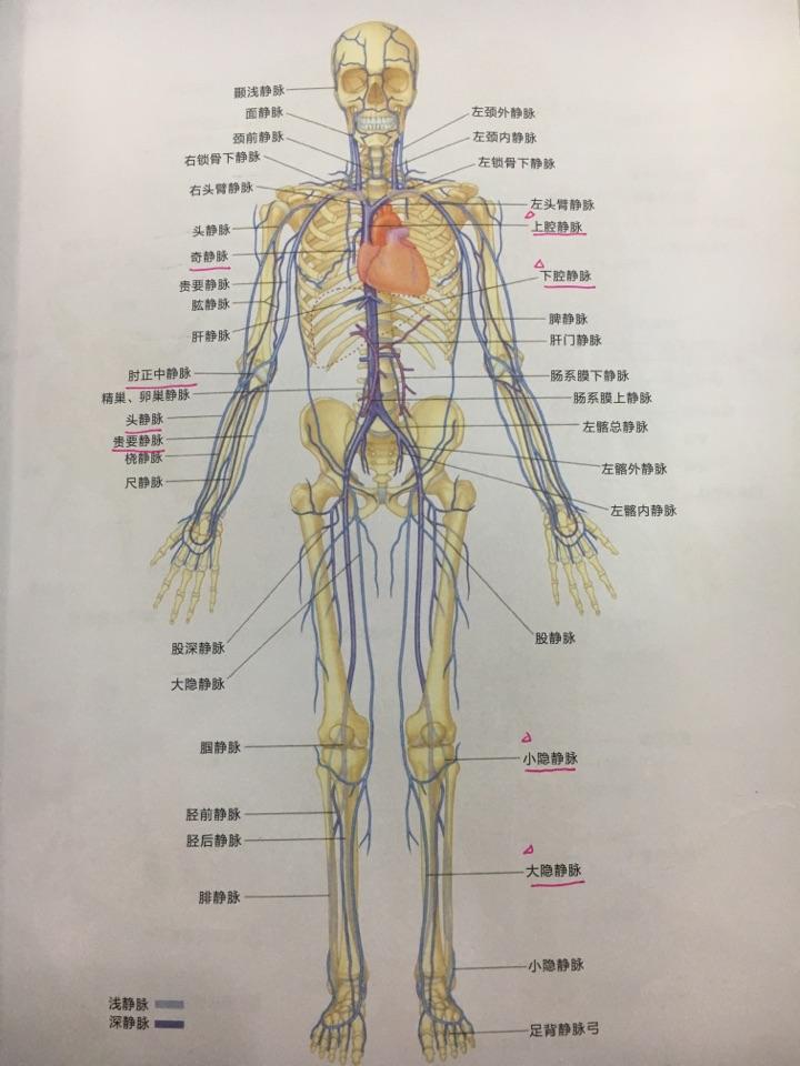 全身动静脉图分布图图片