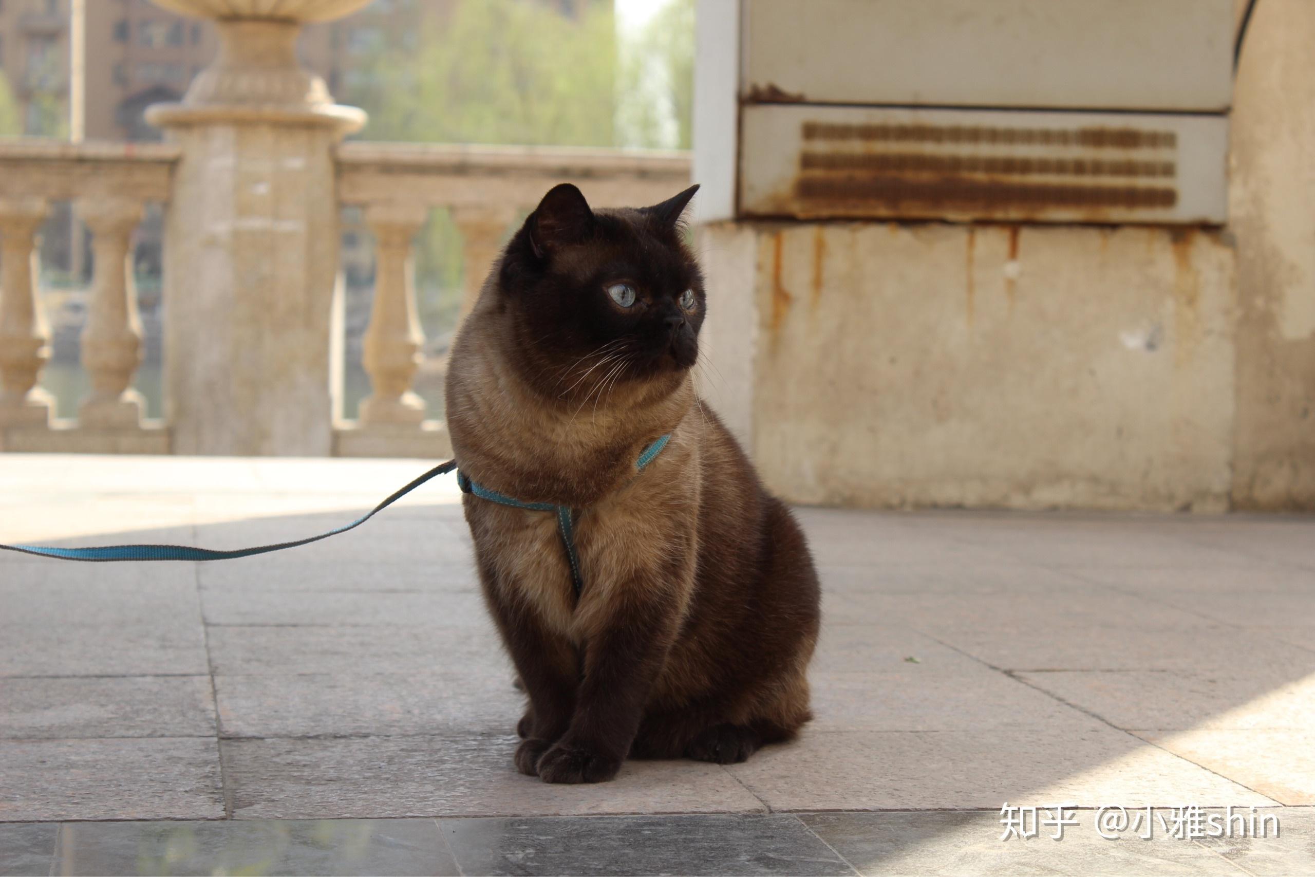 暹罗猫和蓝猫杂交照片图片