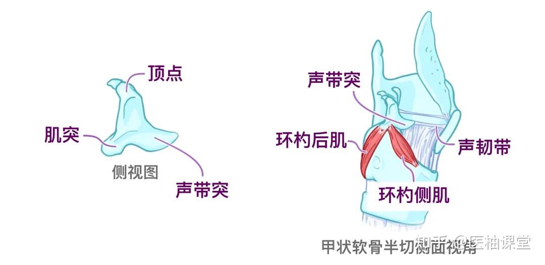 人体解剖学基础:喉和气管 - 知乎