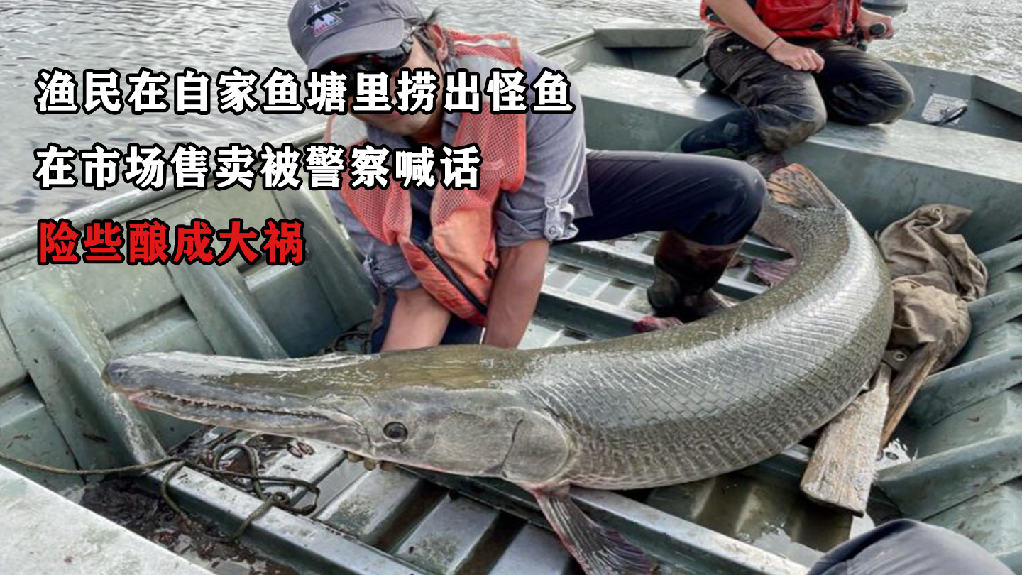 多地近日报告发现鳄雀鳝农业部门已开展外来入侵物种普查鳄雀鳝是如何